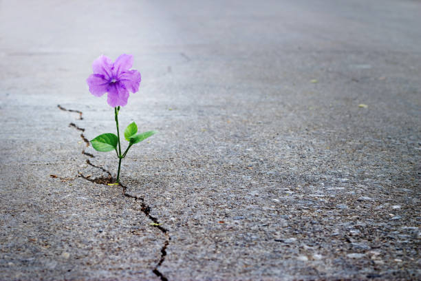 A flower growing through cracked pavement — a symbol of resilience and hope