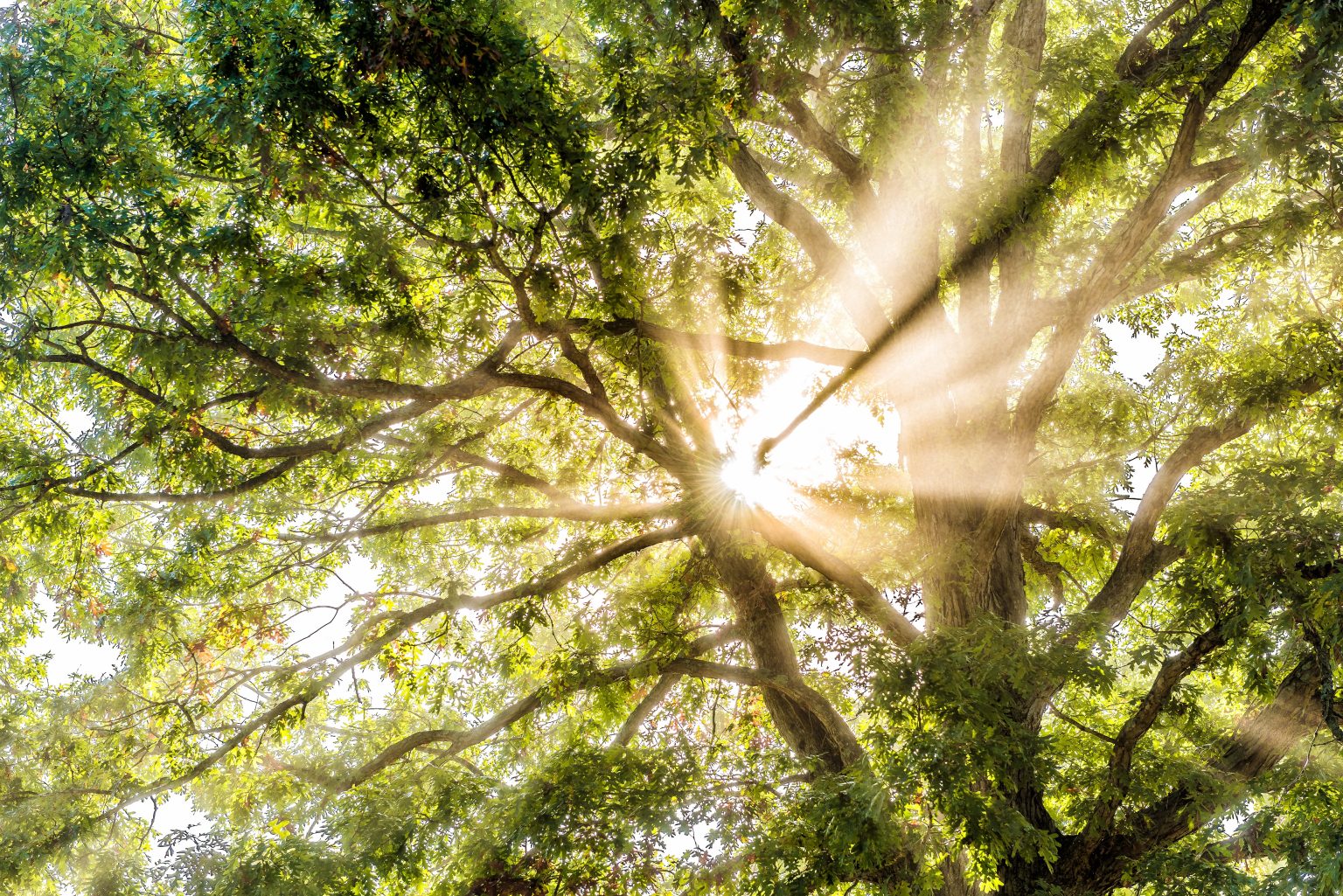 Light shining through trees